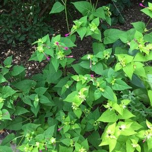 Meet your Posher, Anupam